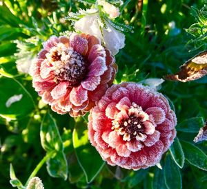 Close-up of flower