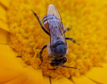 Close-up of insect on yellow flower