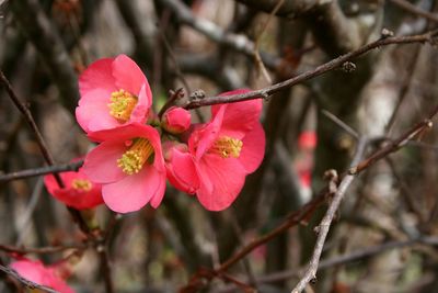 Close-up of pink flowers on branch