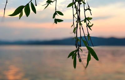 Close-up of plant against sky during sunset