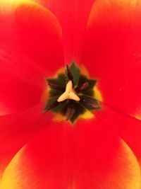 Full frame shot of red flower