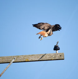 Low angle view of birds flying against clear blue sky