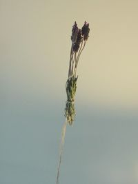 Close-up of wilted plant against sky