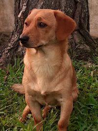 Dog looking away while sitting on field
