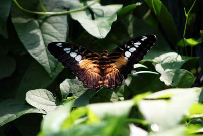 Close-up of butterfly pollinating on flower