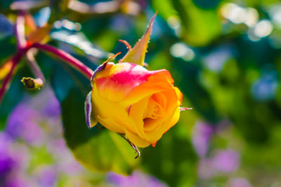 Close-up of pink rose