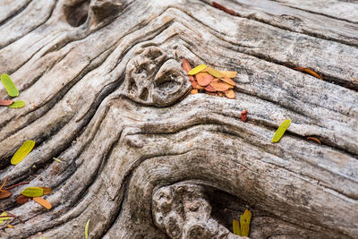 Close-up of a lizard on wood