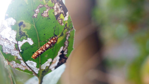 Close-up of insect on leaf