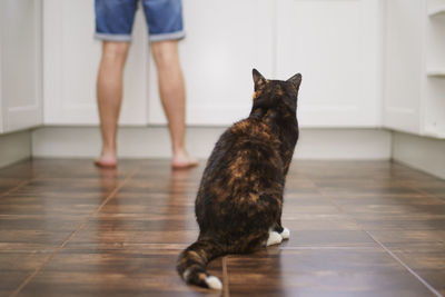 Rear view of curious cat watching his pet owner while preparing food at home kitchen.