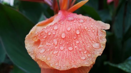 Close-up of water drops on red flower