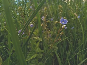 Close-up of purple flowering plants on land