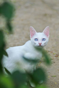 Close-up portrait of white cat