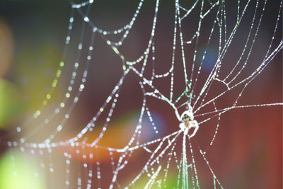 Close-up of spider on web