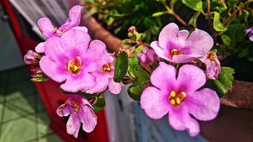 Close-up of pink flowers