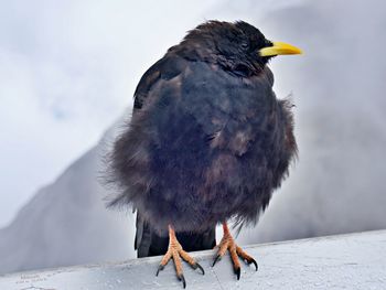 Close-up of a bird perching on snow covered landscape