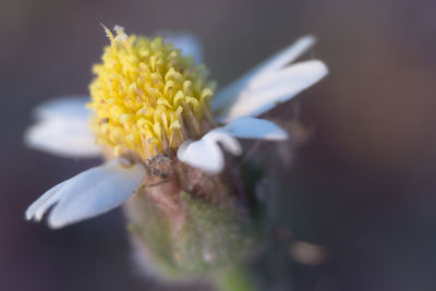 Close-up of white flowering plant