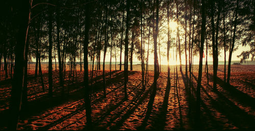 Trees in forest during sunset