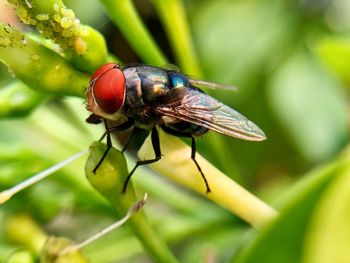 Close-up of insect on leaf