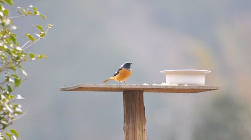 Close-up of bird perching on wood against sky