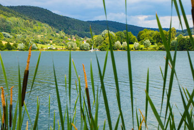 Scenic view of lake by trees against sky