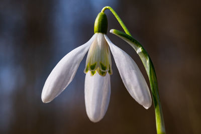 Close-up of white flowering plant