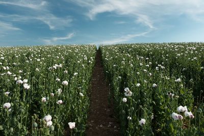 Scenic view of flowering plants on field against sky