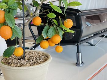 Close-up of fruits on plant