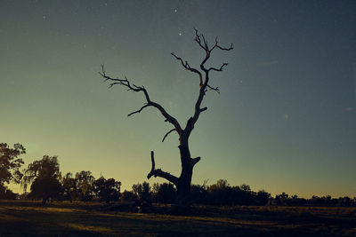 Bare tree on field against sky