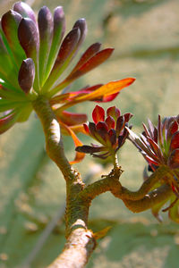 Close-up of red flowering plant