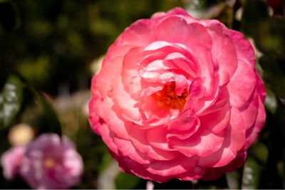 Close-up of pink rose