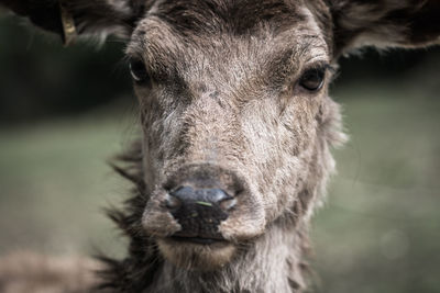 Close-up portrait of a horse