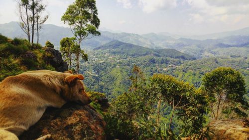 Scenic view of landscape against sky