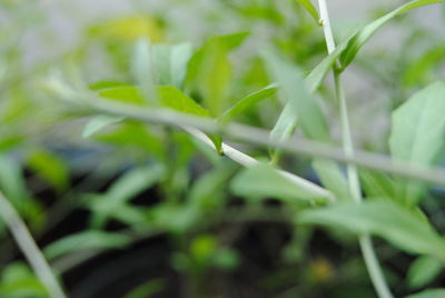 Close-up of plant against blurred background