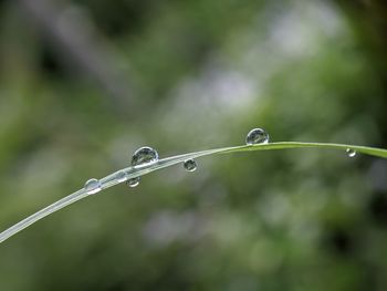 Fresh dews on the morning