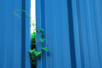 View of tree against blue sky