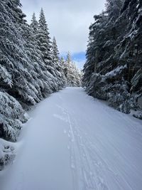 Snow covered trail in killington, vt. 
