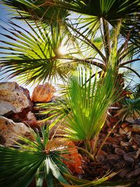 Close-up of palm tree against sky