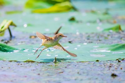 Close-up of a bird flying over water