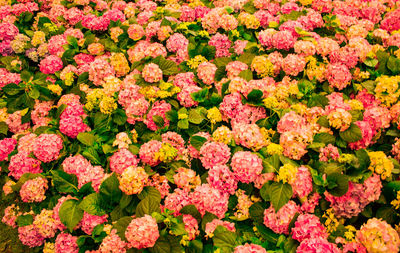 High angle view of pink flowering plants