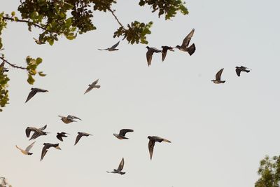 Low angle view of birds flying in sky