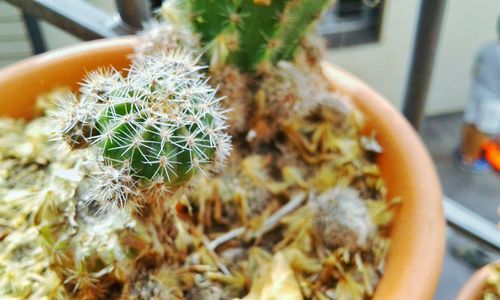 Close-up of cactus