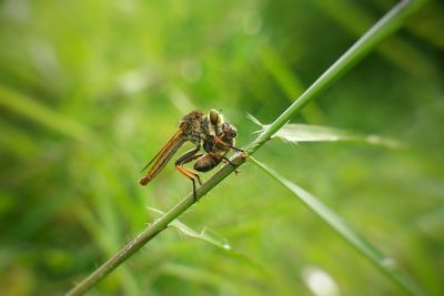 Close-up of insect on plant