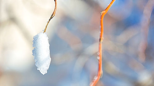 Close-up of frozen twig