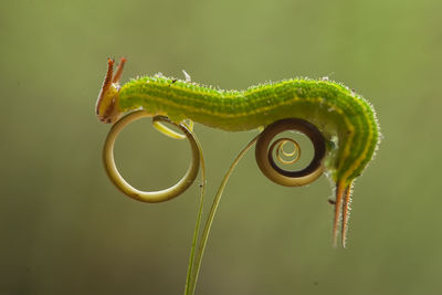 Close up of caterpillars