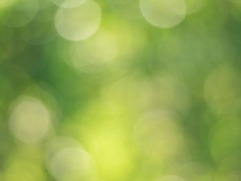 Defocused image of green plant