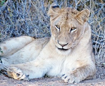 Portrait of lion sitting