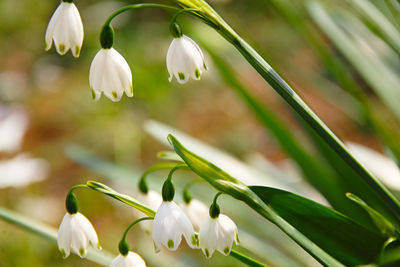 Close-up of white flowering plant