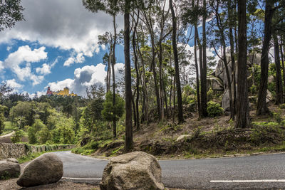 Road amidst trees in forest against sky