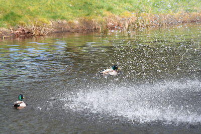 People in water