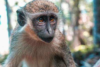 Close-up portrait of monkey